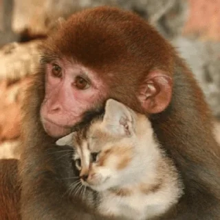 💞 emoji cutie monkey by irin＾∇＾ Telegram sticker 20 of 25