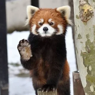 ✋ emoji red panda Telegram sticker 23 of 51
