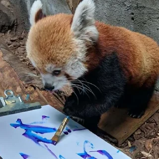 👨‍🎨 emoji red panda Telegram sticker 20 of 51