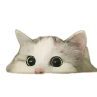 🐱 emoji Alba-pack Telegram sticker 3 of 52