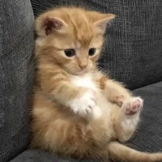 🙁 emoji gatinhos do sant Telegram sticker 14 of 14