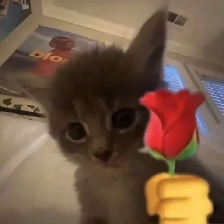 🌹 emoji gatinhos do sant Telegram sticker 11 of 14