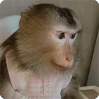 🌟 emoji MonitosIGC3 Telegram sticker 16 of 120