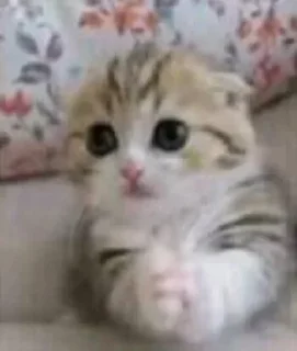 🐾 emoji 🐈 猫さん！/⁠ᐠ⁠｡⁠ꞈ⁠｡⁠ᐟ⁠\。 Telegram sticker 13 of 75