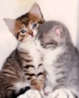 💗 emoji викуля Telegram sticker 1 of 32