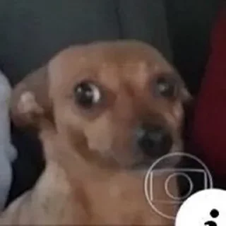 🐶 emoji Pérolas e plágios by @Sr_president Telegram sticker 13 of 48