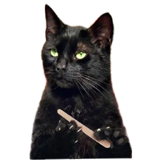 🐱 emoji @gatoAventuras Telegram sticker 19 of 45