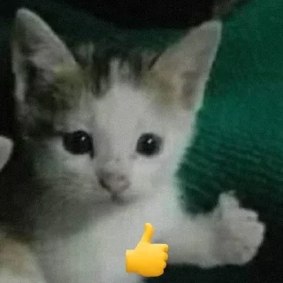 Sticker from gatinhos do sant