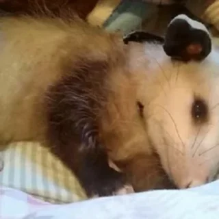 🥺 emoji Opossum! Telegram sticker 7 of 84