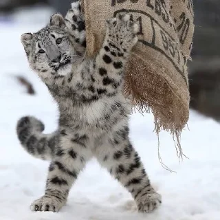 ❄ emoji Snow leopard Telegram sticker 17 of 38