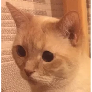 👀 emoji Крути Кота! Telegram sticker 5 of 62