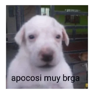 Sticker from Memes pendejos xD