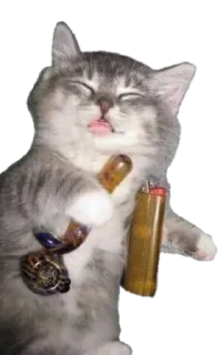 😽 emoji My Honest Reactions Telegram sticker 19 of 74