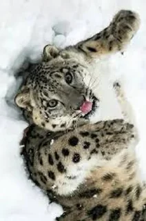 Sticker from Snow leopard
