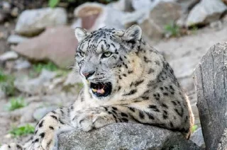 ❄ emoji Snow leopard Telegram sticker 4 of 38
