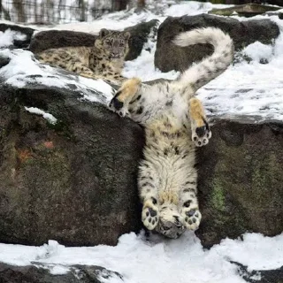 ❄ emoji Snow leopard Telegram sticker 10 of 38
