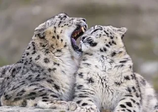 ❄ emoji Snow leopard Telegram sticker 18 of 38