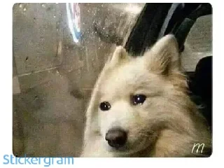 😢 emoji Memes xd Telegram sticker 13 of 53
