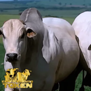🐃 emoji Confinamento Token Telegram sticker 18 of 19