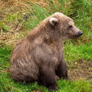 😐 emoji Watch Out For Bears! Telegram sticker 19 of 120