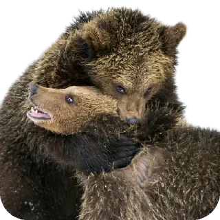 😋 emoji Watch Out For Bears! Telegram sticker 23 of 120