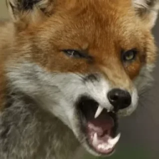🦊 emoji Foxes and more Telegram sticker 18 of 50