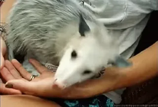 🥰 emoji Opossum! Telegram sticker 15 of 84