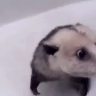 🚿 emoji Opossum! Telegram sticker 17 of 84