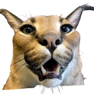 Sticker from Chraus