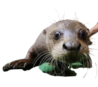 😵‍💫 emoji Chraus Telegram sticker 8 of 19