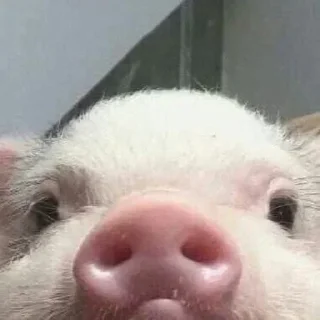 👀 emoji Pepe Steal Pack 2 Telegram sticker 12 of 120