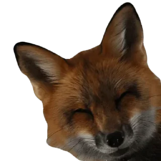😊 emoji Foxes and more Telegram sticker 12 of 50