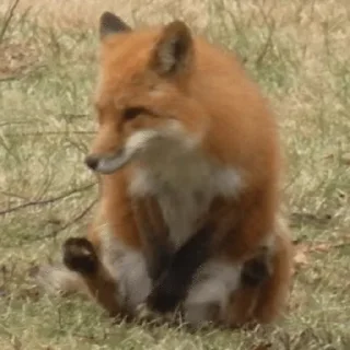 😳 emoji Foxes and more Telegram sticker 20 of 50