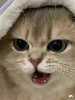 😒 emoji Gatos y ya Telegram sticker 24 of 39