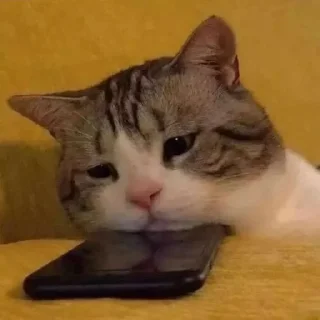 😔 emoji Gatos y ya Telegram sticker 12 of 39