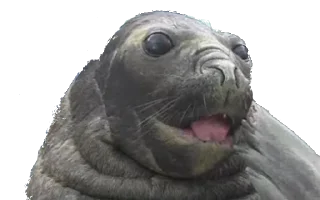 🧐 emoji Seal Dreams Telegram sticker 12 of 55