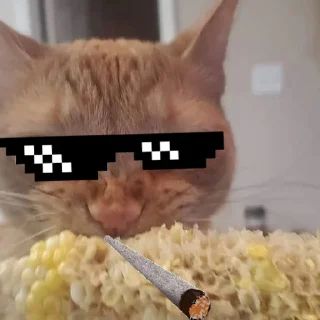 🐈 emoji Cat Eating Corn Telegram sticker 2 of 29