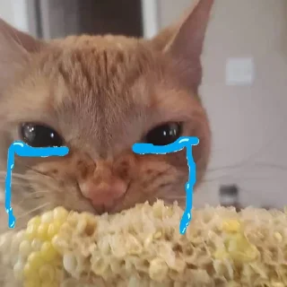 🐈 emoji Cat Eating Corn Telegram sticker 3 of 29
