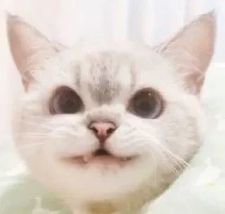 😺 emoji Catto Telegram sticker 20 of 74