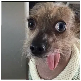 Sticker from Sonic
