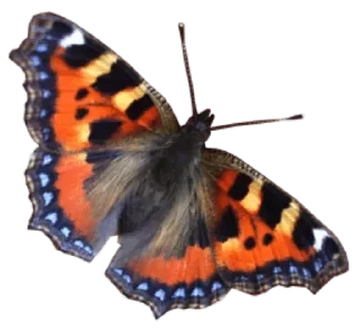 🦋 emoji @POSITIVOSER  🌻Paulinha e amigos 🌻 Telegram sticker 11 of 120