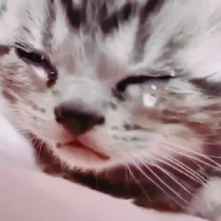 😢 emoji Meu Telegram sticker 16 of 120