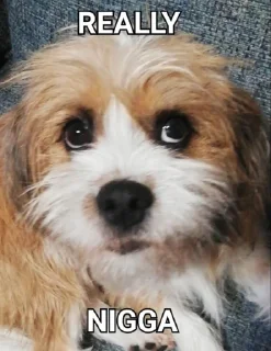 😩 emoji hydras stash of dumb shit Telegram sticker 8 of 69