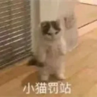 😱 emoji 猫猫表情包 👉 @biaoqing8 Telegram sticker 16 of 28
