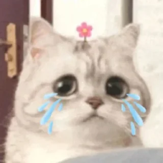 😨 emoji 猫猫表情包 👉 @biaoqing8 Telegram sticker 8 of 28