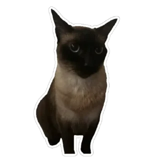 Sticker from Hiro Silly Cat