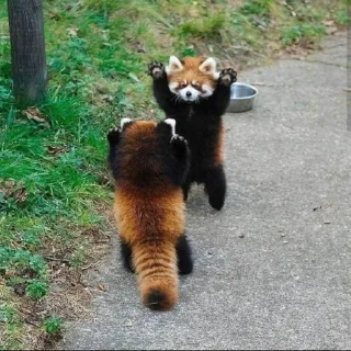 Sticker from red panda