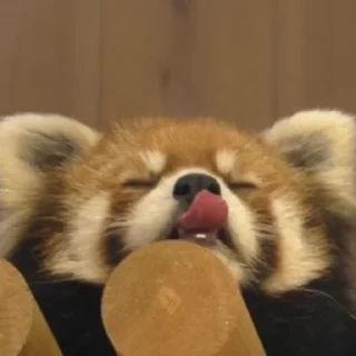 😝 emoji red panda Telegram sticker 5 of 51