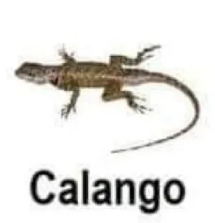 🦧 emoji Nordeste Telegram sticker 2 of 8