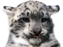 😛 emoji Snep Lep Blep Telegram sticker 11 of 119